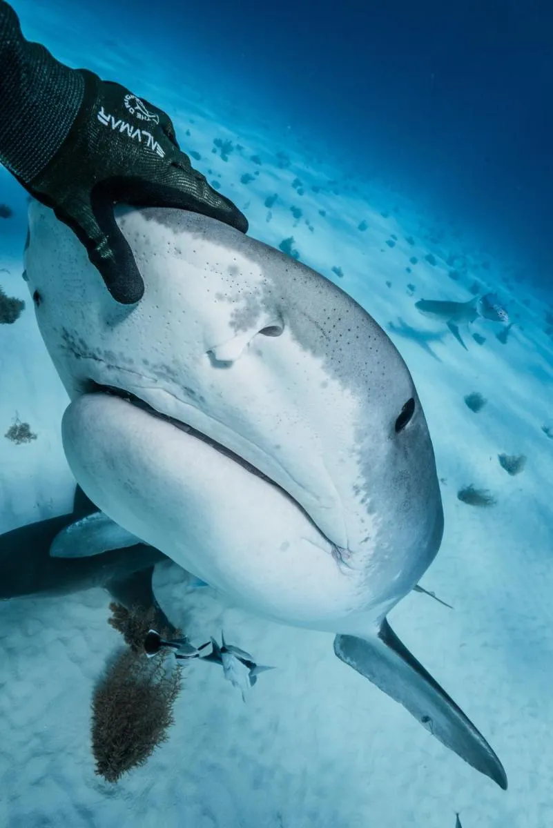 Image 4 of Dolphin Cove